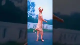 found a cat dance with skeleton #cat #prettyfunny #catvideos #funny #skeleton #sort