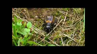 Deep Sleep with Field Crickets #deepsleep #cricketsound #deepsleep#sleepsound #nature 