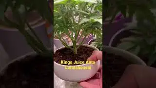 Kings Juice Auto 💎