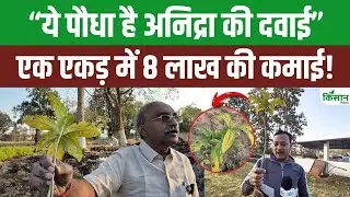 Sarpgandha Plant की खेती से एक एकड़ में 8 लाख की कमाई! नींद ना आने और मानसिक पीड़ितों के लिए रामबाण!