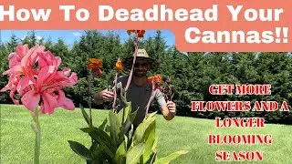 CANNAS....Get MORE Flowers...AND....a longer blooming season...HOW TO DEADHEAD FOR MAXIMUM BLOOMS