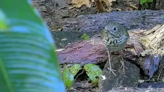 89th Species at the Panama Feeders: Gray-cheeked Thrush! | October 22 2025