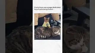 🌟Follow (us) @petbeingfoolishdaily for more such content!#pets #funny  #cat #dog #memes  #animals
