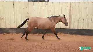 HIP 26