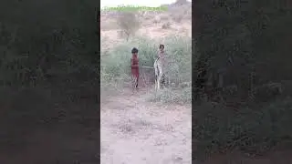 Male Donkey Meeting With Female Donkey Video 4