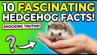Why Hedgehogs Are the Perfect Pet