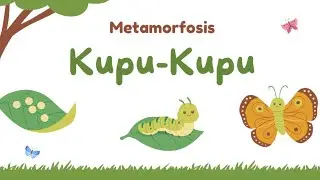 MENGENAL METAMORFOSIS KUPU-KUPU VIDIO PEMBELAJARAN ANAK SEKOLAH DASAR KELOMPOK 5 KELAS 5D PGSD UNPAS