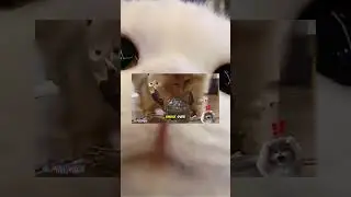 Absurd Cat Behavior + Free Laugh Bonus #funny #cute #love #viral #cats #catvideos  @GabutBet921