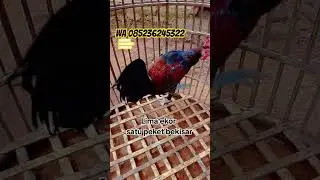 Ayam hias yaitu ayam bekisar #ayambekisar #ayamhiasnusantara