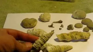Fossil snails, Shark teeth and Ceolectupus (i)