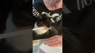 Cat study with me 📚