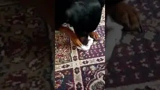 Lilli il vagabondo gioca con un calzino