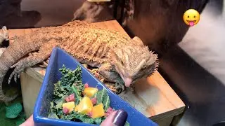 What I Feed My Animals + New Pet
