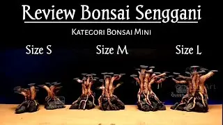 Review Bonsai Aquascape Akar Senggani - Size S M L - By Queen Art Aquatic Design