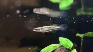 Aphyosemion bivittatum &ldquo;Lagos&rdquo; (female)