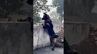 #Germanshepherd #funny #pets #streetdog #talkingdog#labrador #funnydog#dogshorts#funnyanimal#cute