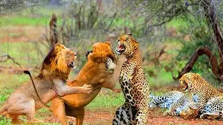 Lion Vs Leopard Real Battle - Leopard Climbs Tree To Escape Lionleopard fight lionleopard fight lion