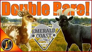 Double Rare on the Emerald Coast!!! | Piebald Hog Deer & Black Feral Goat!