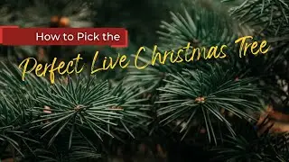 Find the Best Christmas Trees for  2021: How to Pick the Perfect Live Christmas Tree!