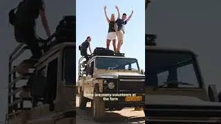 Volunteer in Wildlife - My Experience in Namibia 🦁🇳🇦 #honestreview #volunteering