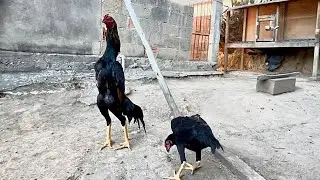 Shamo puro - frango com 7 meses linhagem 100% &ldquo;Galimiza-se&rdquo;