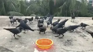 Village Crow Bird Crowing Sound Loudly | Crow Ki Awaz naturally | Indian Crows Sound | কাকের ডাক...