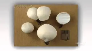 Bovista pusilla - fungi kingdom