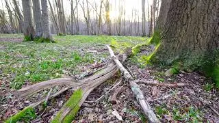 Bird song as the first rays of dawn light up the forest