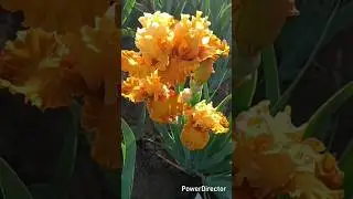 #bearded irish #seed grow and care techniques #short video