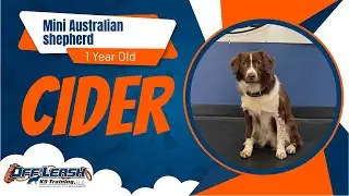 Freedom board and train| cider| Austrian shepherd| 2 years old| off leash k9 training