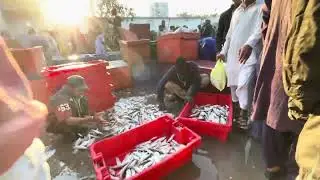 Karachi Fishri Prawns Market Home delivery available | Pure Sea Fish 