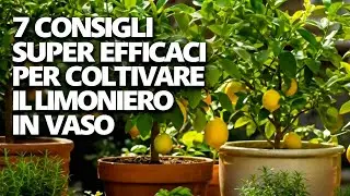 7 trucchi pazzeschi: tonnellate di limoni in vaso | Consigli per gli agrumi