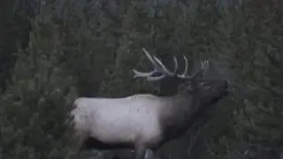 Bull Elk Bugles