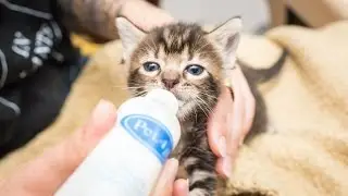 Saving Kittens in North Carolina