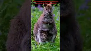 The sound of the Wallaby #nature #animals #facts