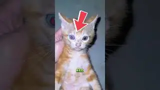 Кот с загадочными красными глазами