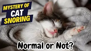 Unraveling the Mystery of Cat Snoring - Normal or Not? | Cat Nap Chronicles
