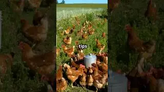 Indian Poultry Training | Indian Poultry Farming Buisness ideas  #shorts #trending #viralvideo
