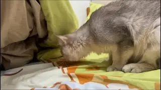 1 year old cat Pepper being curious about what is under bed blanket on bed