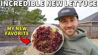 This Incredible Fast Growing Lettuce Variety Is My New Favorite!
