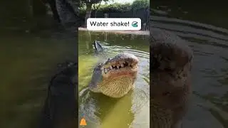 5 Animal Sounds You Won't Believe! #facts