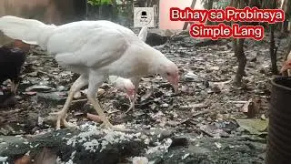 Buhay sa Probinsya Simple Lang a Rivised Edition #foryou #nature #subscribe #lovemusic