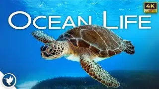 Ultimate Ocean Animals 4K | Relaxing, uplifting music with beautiful sea life in Ultra HD.