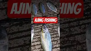 Scad/ matambaka/ tamarong using ajing setup #ajing #ajingfishing #matambaka #dinagatislands #fishing