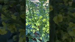 Winter flower for bees broccoli