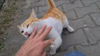 Cute Orange Street Cat, gently biting my hand, asks for food