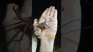 Tailless Whip Scorpion | The Most Bizarre Creature
