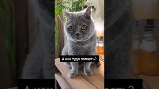 Инфляция 🤣🤣🤣#shortvideo #cat #reels #catlover #shorts