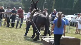 CONCURSO DE ARRASTRE DE MULAS LLANERA 2024