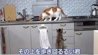 キッチンのシンク周りを気にする猫達ですが危険ゾーンに進入しました